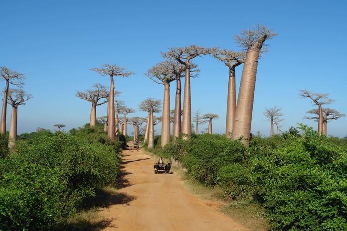 Avenue of Baobabs in Madagascar